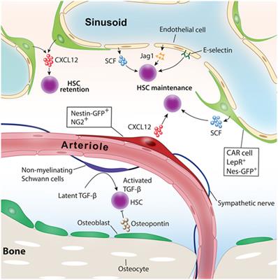 Regulation of Malignant Hematopoiesis by Bone Marrow Microenvironment